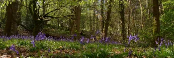 Blubells amongst treees 2026.jpg